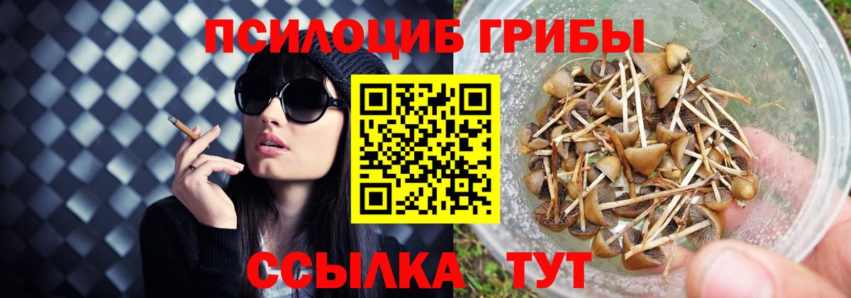 Псилоцибиновые грибы GOLDEN TEACHER Кисловодск